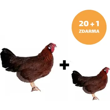 Kuřice Vlaška koroptví 20 ks + 1ks kuřice ZDARMA