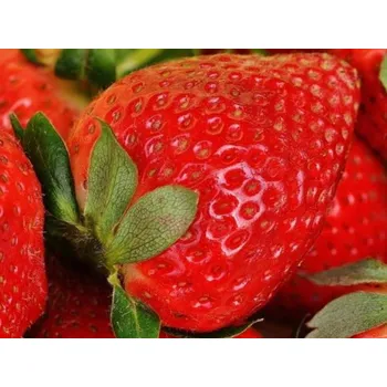 Semeno Jahodník 'Vima Zanta' Balení: frigo sadba A, balení 12 ks