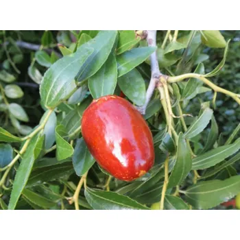 Sazenice Cicimek čínský 'Lang' Balení: kontejner p13