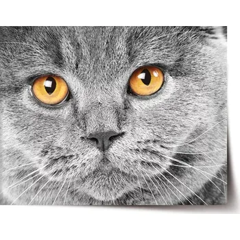 Plakát Sablio Plakát Kočičí pohled - 60x40 cm