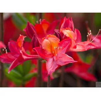 Sazenice Azalka 'Tunis' Balení: kontejner C2