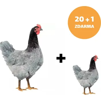 Kuřice Modrá 20+1ks kuřice ZDARMA