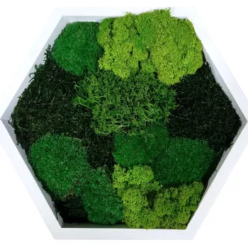 Obraz Mechdekor Mechový bílý hexagon 30cm mix mechů