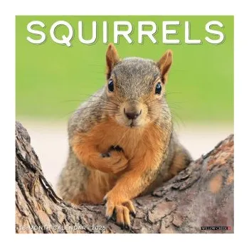 Kalendář Squirrels 2026 12 X 12 Wall Calendar (EN)