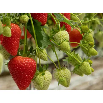 Semeno Jahodník 'Meggy'® Balení: frigo sadba A, balení 12 ks