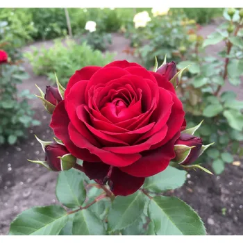 Sazenice Pnoucí růže Kordes 'Royal Red' 2l kontejner