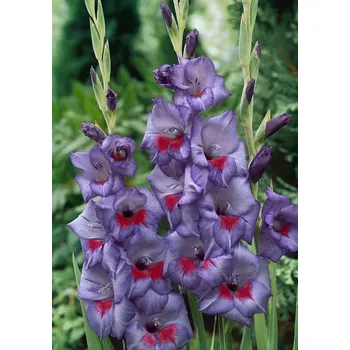 Semeno Mečík 'Vista' 5 ks