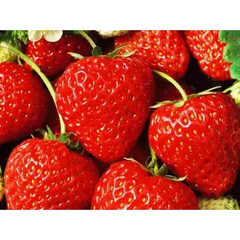 Sazenice Jahodník 'Federica' Balení: frigo sadba A, balení 12 ks