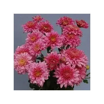 Chryzantéma -drobnokvětá růžová - 3229