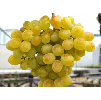 Sazenice Réva vinná 'Vostorg' Balení: prostokořenná sazenice