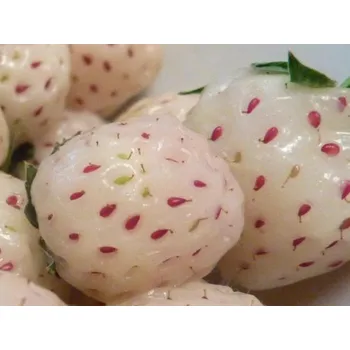 Semeno Jahodník Ananas - stáleplodící Balení: frigo sadba A, balení 12 ks