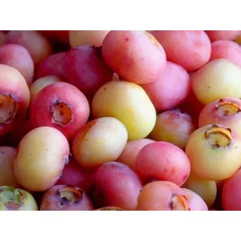 Sazenice Kanadská borůvka 'Pink Bonbons' Balení: kontejner C2