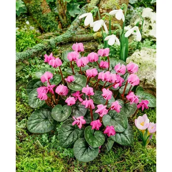 Semeno Brambořík podzimní 'Cyclamen cilicium' 1 ks