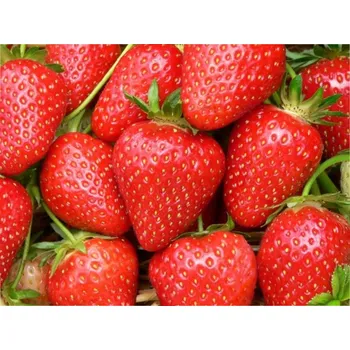 Semeno Jahodník 'Malwina' Balení: frigo sadba A, balení 12 ks