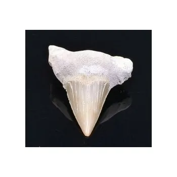 Fosilní žraločí zub