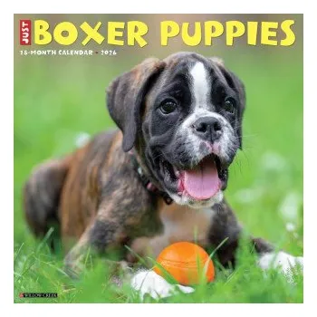 Kalendář Boxer Puppies 2026 12 X 12 Wall Calendar (Kalendář)