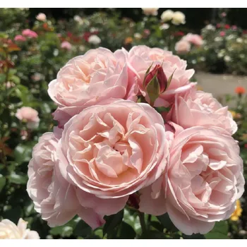 Sazenice Pnoucí růže Kordes 'Zelmani´s Dream ' 2l kontejner