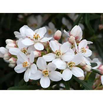 Sazenice Choisie/mexický pomerančovník 'Scented Gem' Balení: kontejner p9