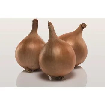 Semeno Cibule sazečka Boga F1 (odolná plísni) 250 g