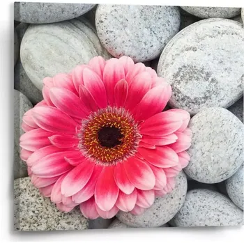 Obraz Sablio Obraz Gerbera na kamenech - 50x50 cm