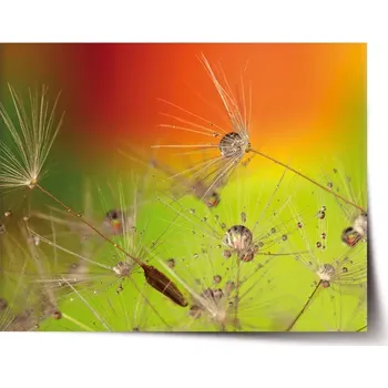 Plakát Sablio Plakát Odkvetlé pampelišky - 90x60 cm