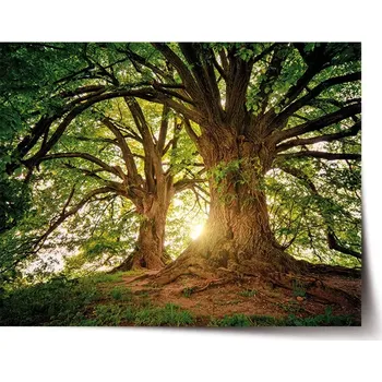 Plakát Sablio Plakát Stromy - 60x40 cm