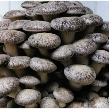 Substrát Hlíva ústřičná Black Pearl – substrát pro pěstování, 3 kg