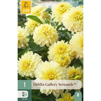 Cibulovina Jiřina GALLERY SERENADE (1 hlíza) Gallery