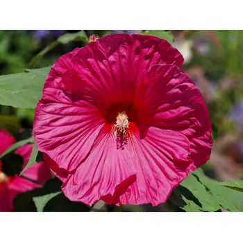 Sazenice Ibišek bahenní TOMA 'Large Lollipop' - Hibiscus TOMA 'Large Lollipop' Balení: kontejner p9