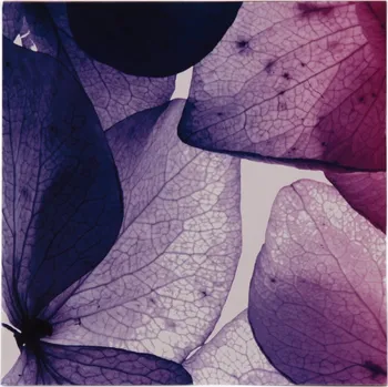 Obraz Obraz 30x30 cm Violet