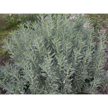 Sazenice Šalvěj bílá Balení: kontejner p13