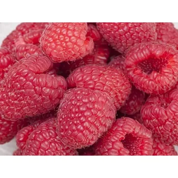 Sazenice Maliník 'Autumn Belle®' - remontantní Balení: kontejner C2