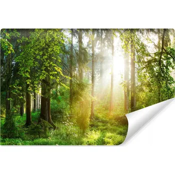 Fototapeta Fototapeta na zeď LES Krajina Slunce Příroda 3D Efekt 360x240