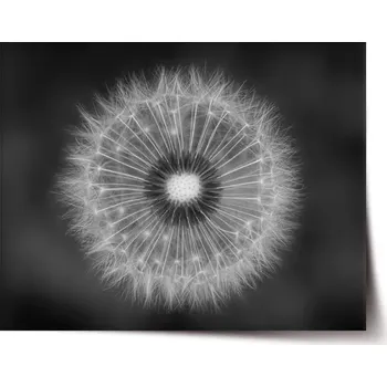 Plakát Sablio Plakát Černobílá pampeliška - 60x40 cm