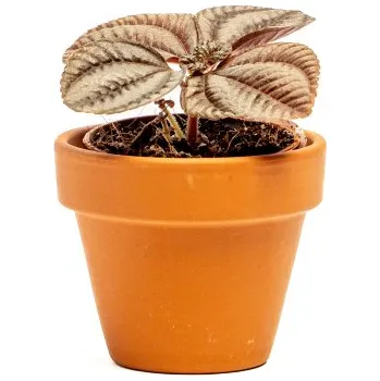 Gardners Pilea Norfolk, průměr 6 cm