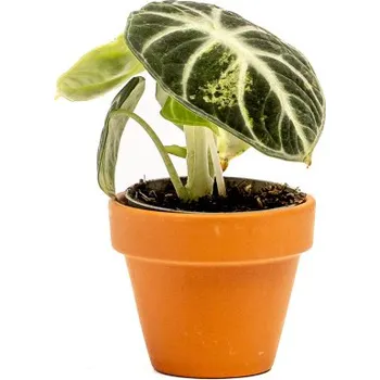 Gardners Alocasia Ninja, průměr 6 cm Alokásie, Alokázie