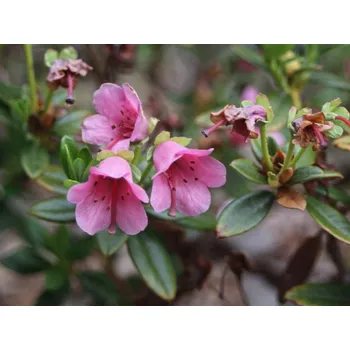 Sazenice Pěnišník křivopestíkatý Balení: kontejner C1,5