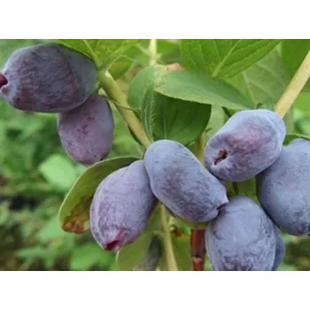 Sazenice Zimolez kamčatský 'Giant's Heart' Balení: kontejner p9