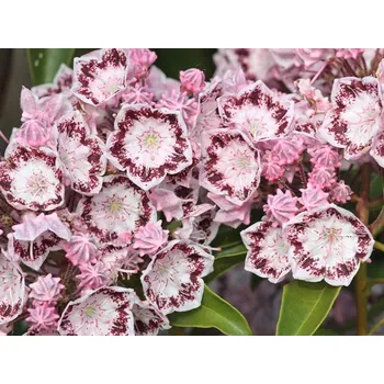 Sazenice Mamota, kalmie 'Ginkona' Balení: kontejner p9