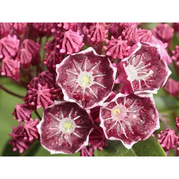 Sazenice Mamota, kalmie 'Keepsake' Balení: kontejner p9