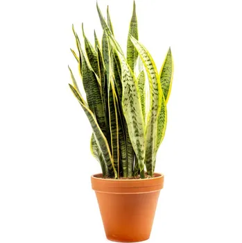 Bytová dekorace Gardners Sansevieria trifasciata Laurentii, průměr 21 cm Sanseveria, Tchýnin jazyk, Tenura