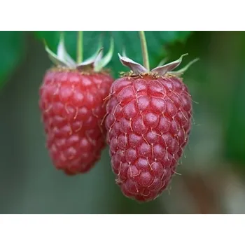 Sazenice Maliník 'Tulameen' Balení: kontejner p13