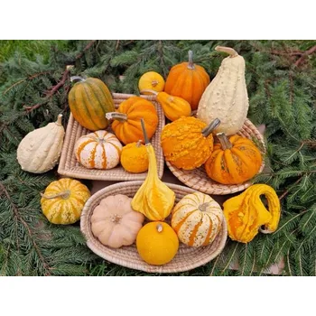 Semeno Tykev okrasná Tsuga 30 semen