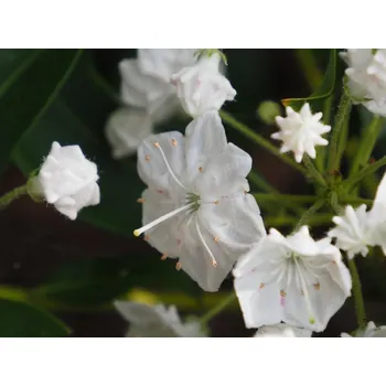 Sazenice Mamota, kalmie 'Alabaster' Balení: kontejner p9