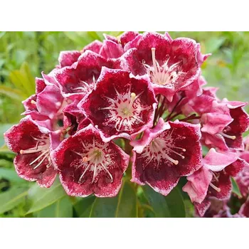 Sazenice Mamota, kalmie 'Latchmin' Balení: kontejner p9