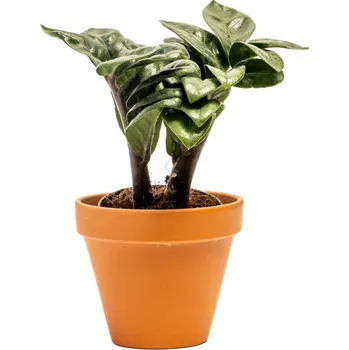 Gardners Zamioculcas zamiifolia Zenzi, průměr 9 cm Kulkas, zamiokulkáda