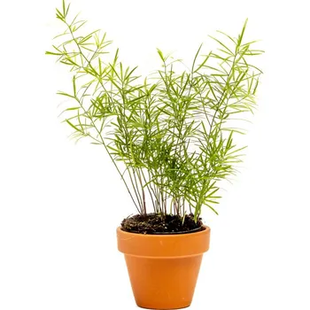 Gardners Asparagus densiflorus Sprengeri, průměr 6 cm Asparágus, Chřest hustokvětý