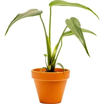 Gardners Monstera Burle Marx Flame, průměr 6 cm Monstera
