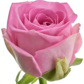umělá květina Růžová růže AQUA 50cm (L)