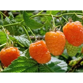 Sazenice Maliník 'Valentina' - remontantní Balení: kontejner p13